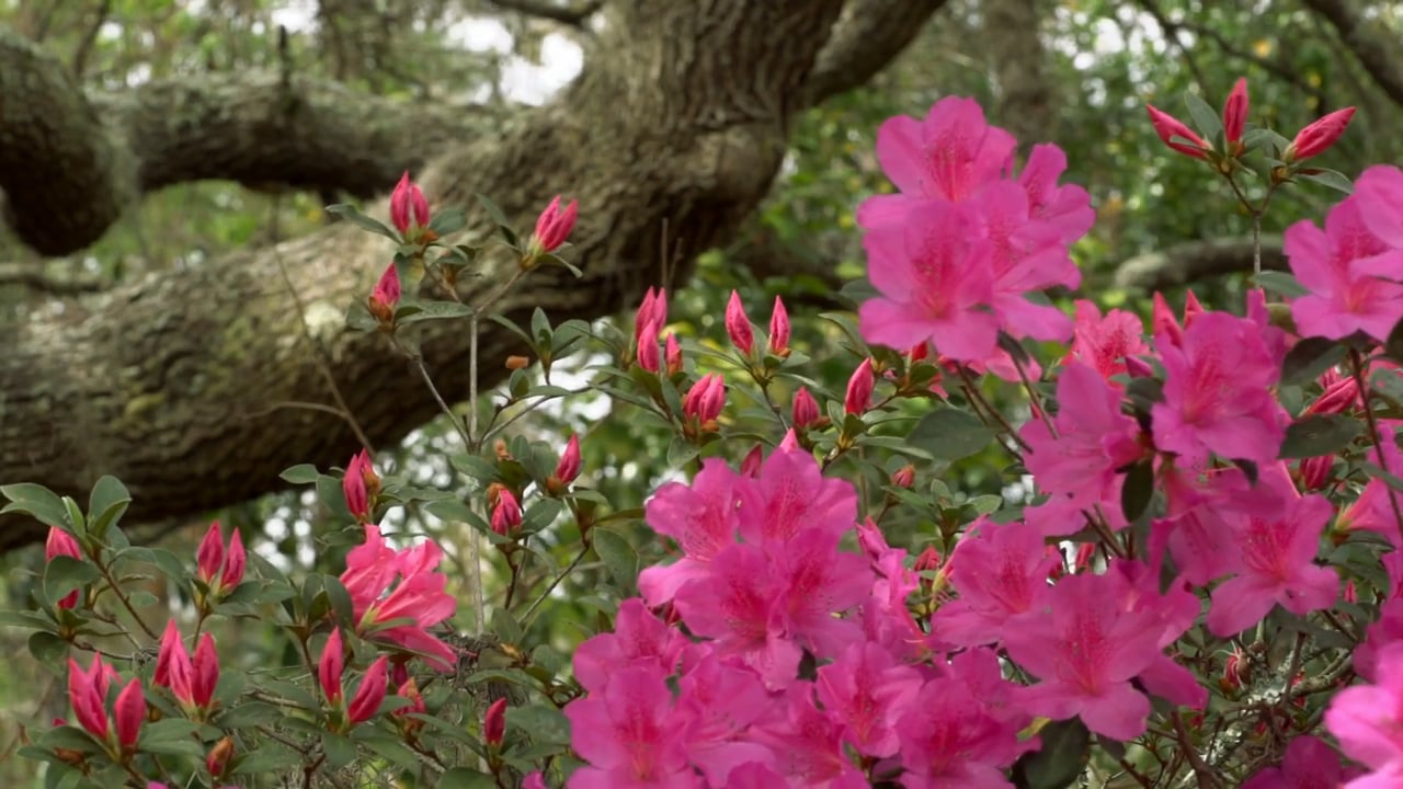 Natural Beauty