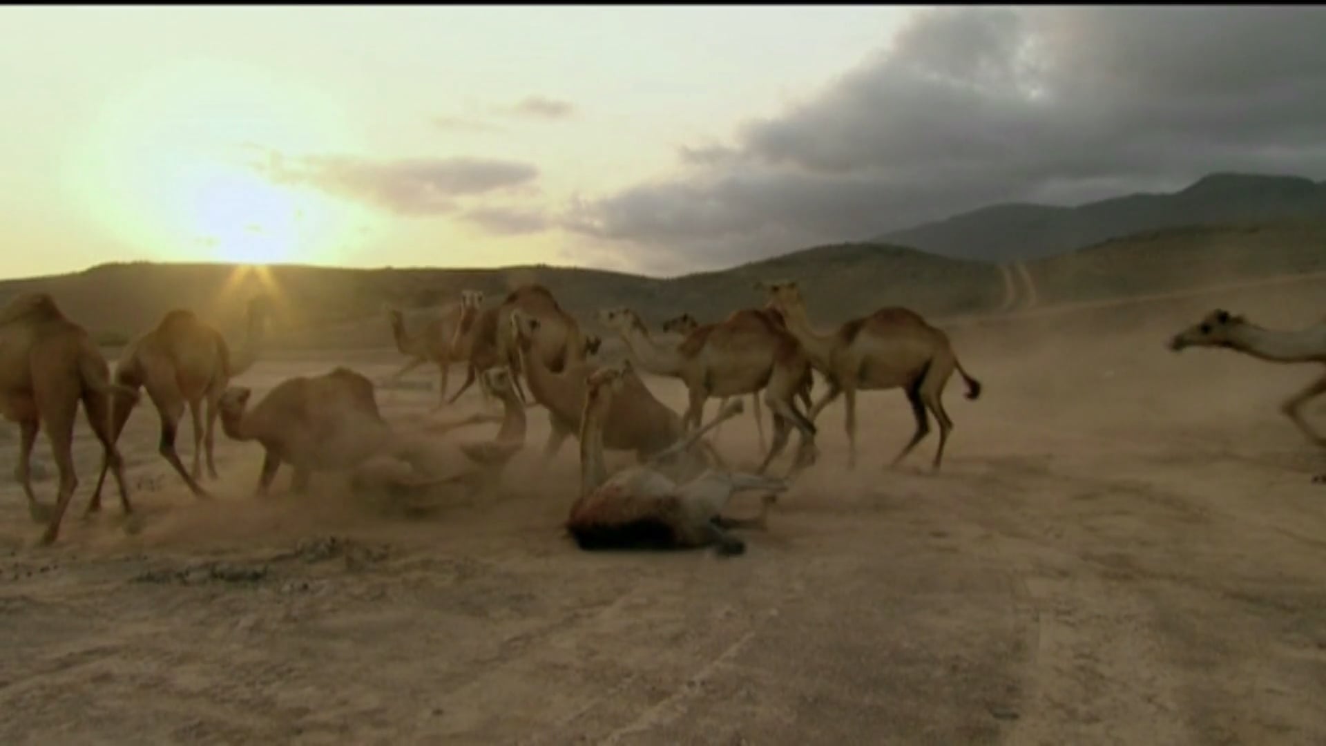 Nat Geo Wild - Ten Deadliest Snakes (with Nigel Marven), Arabia