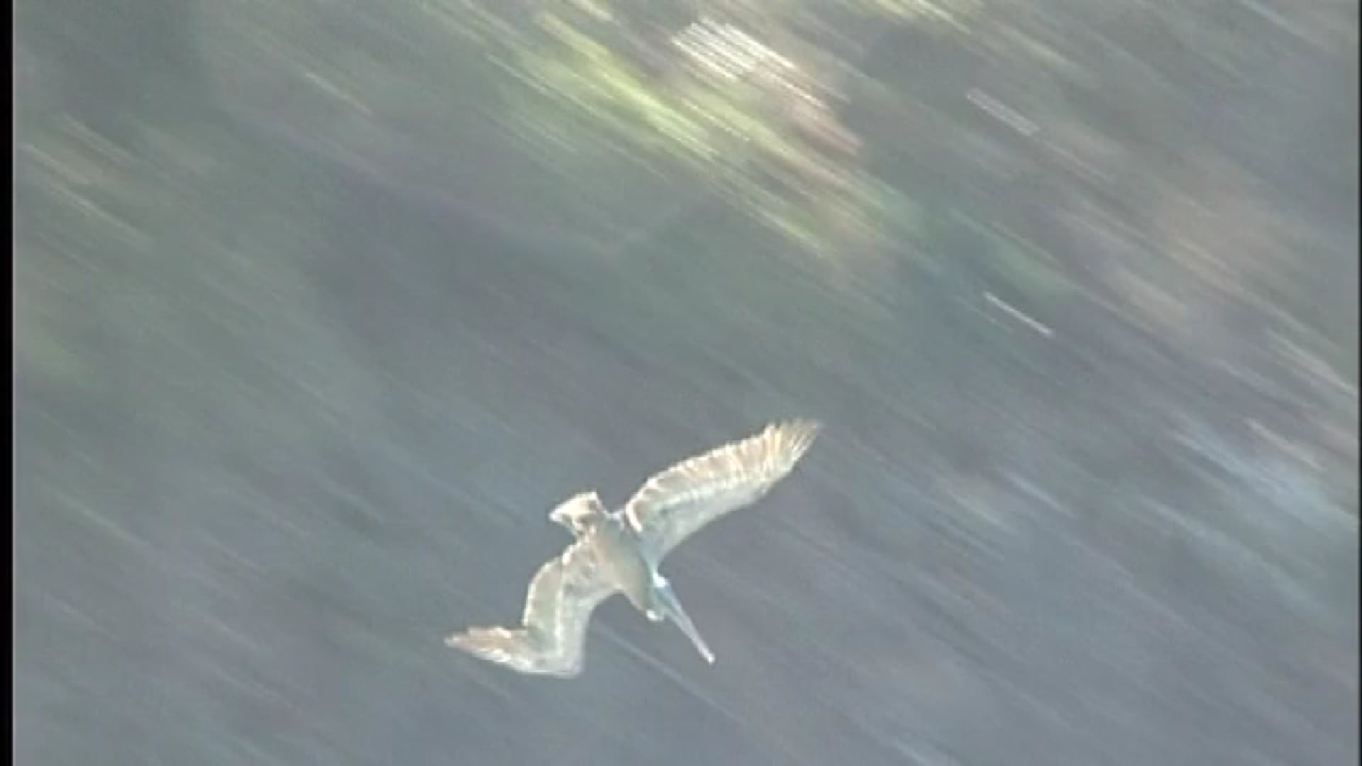 Pelicans of Guana