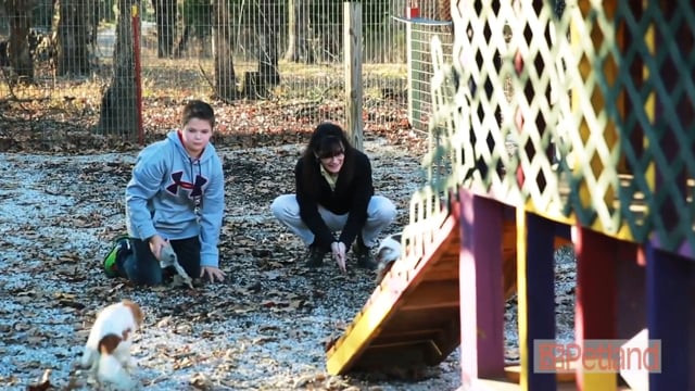 The story of Petland breeders