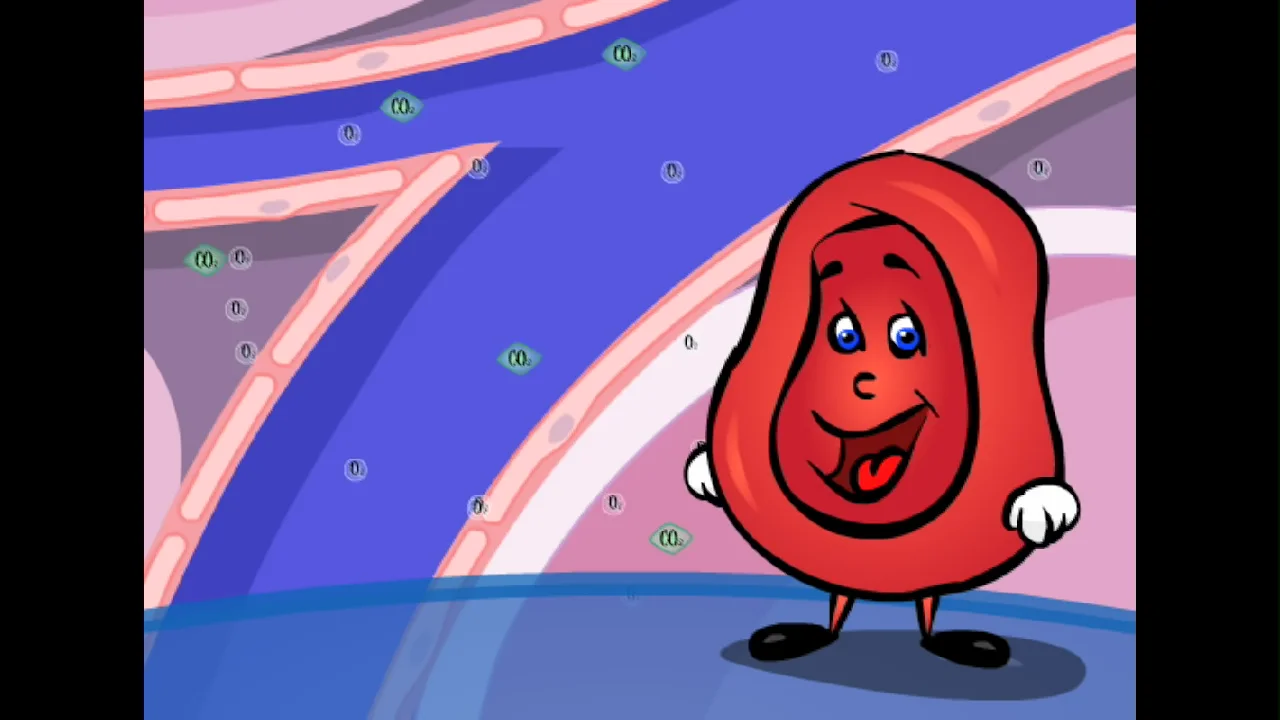 circulatory system for kids animation
