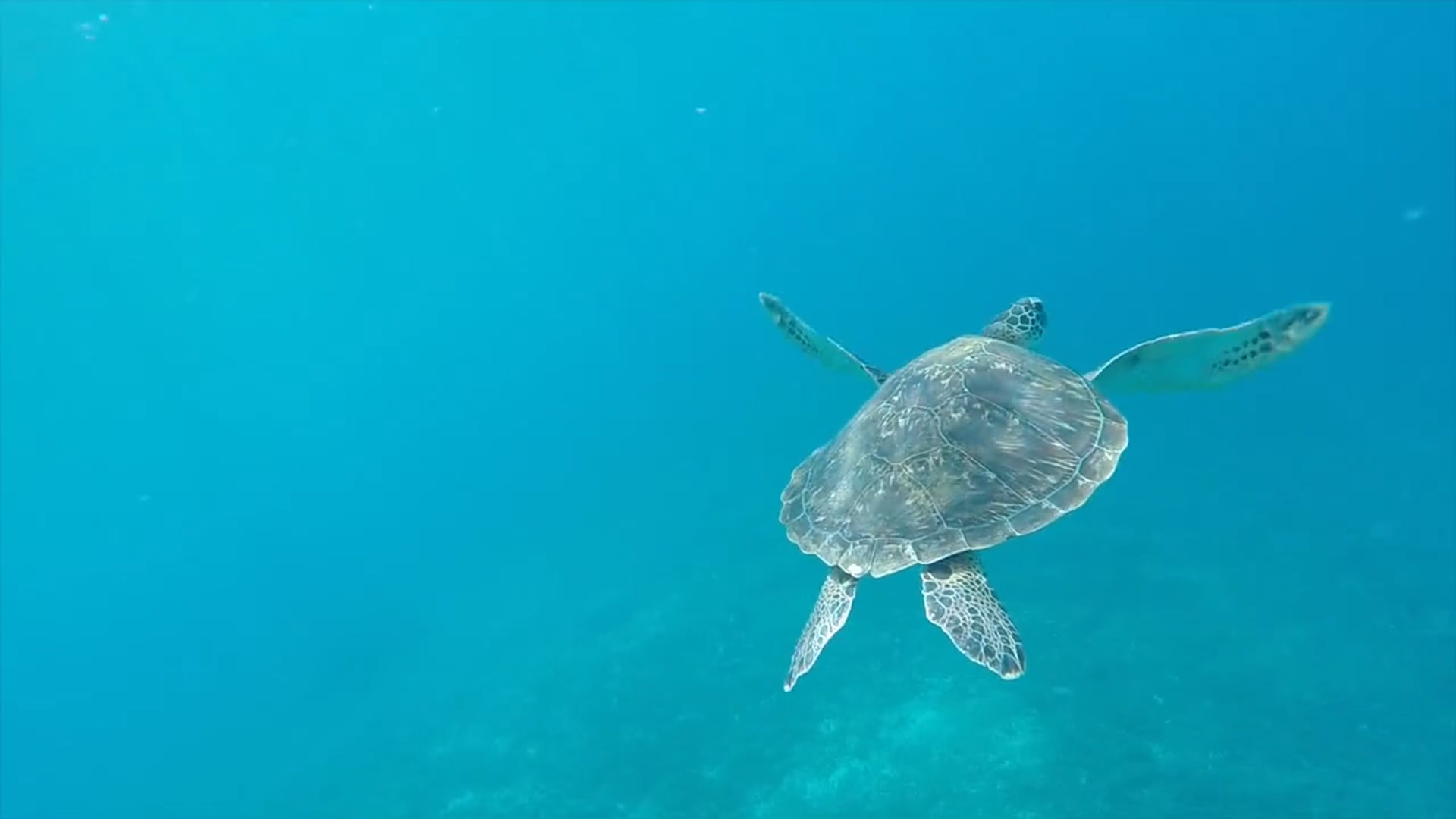 Animals of the World