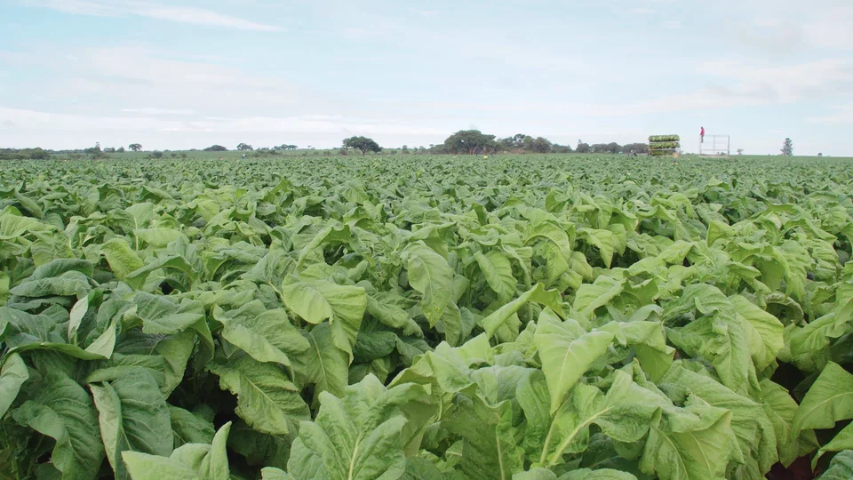 northern tobacco zimbabwe Northern Tobacco