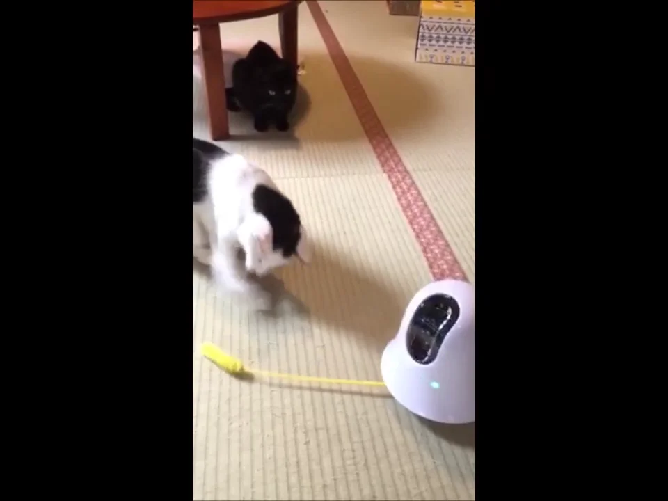 イルボ ilboペットカメラ　移動式 Amazon.co.jp: ilbo 移動式 お留守番 ネットワークカメラ 遠隔
