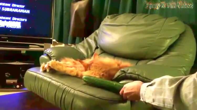 FUNNY VIDEO: Bunch of scaredy cats