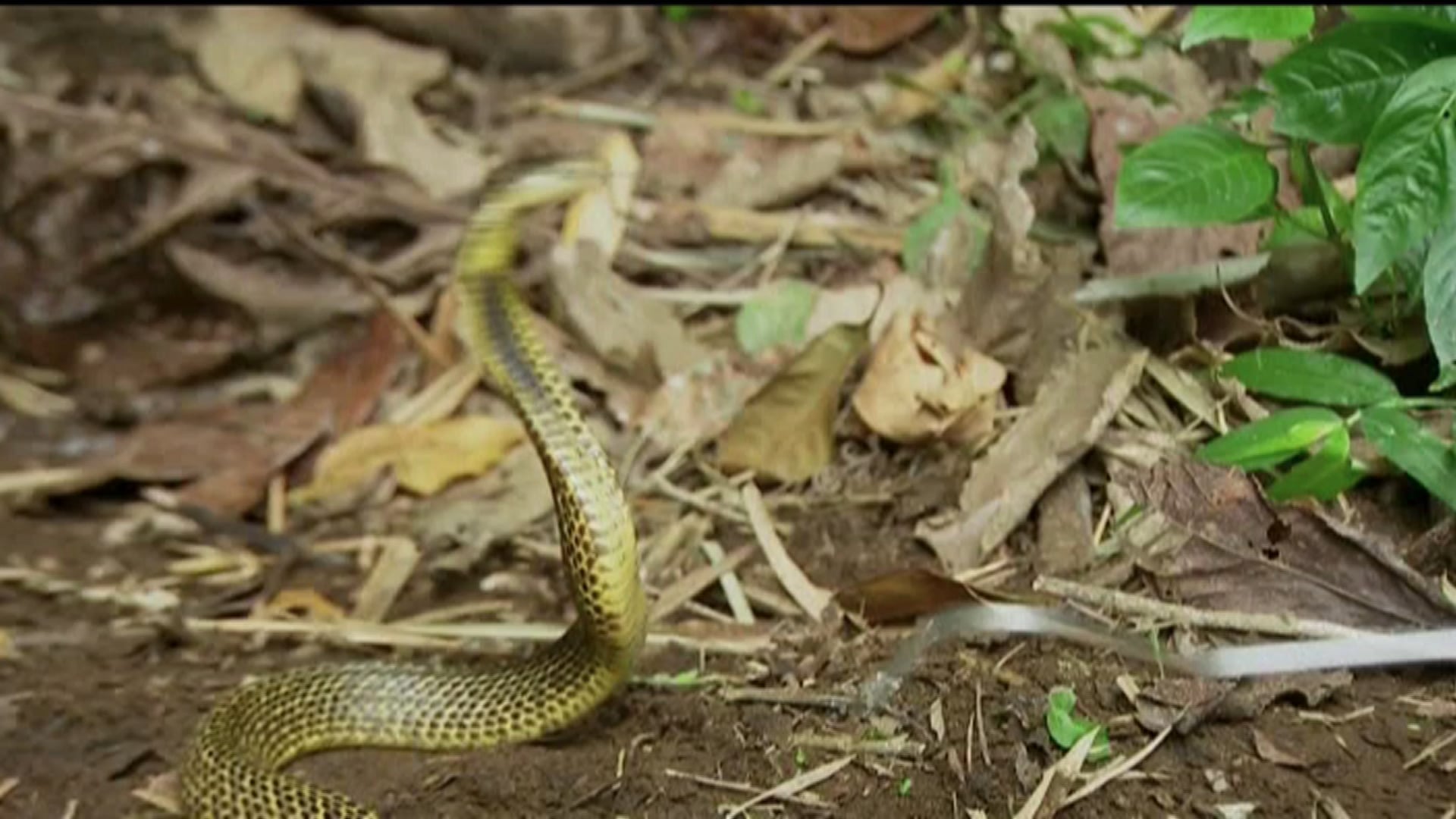 Nat Geo Wild - Ten Deadliest Snakes Philippines