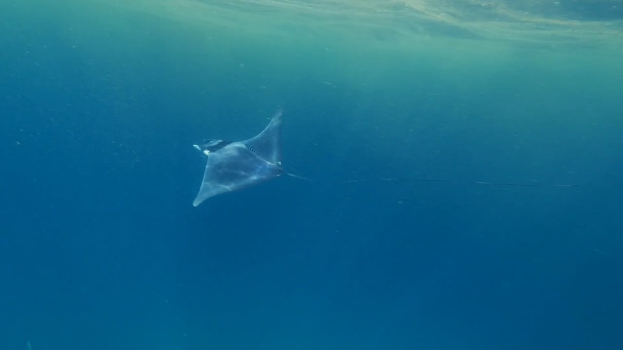 Flying with a mobula