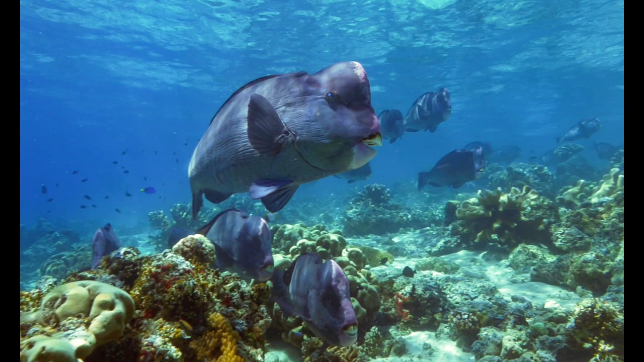 Bumphead parrotfish