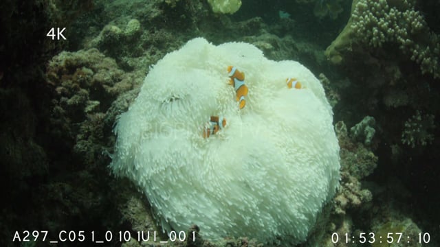 Clownfish in bleached anemone 4K