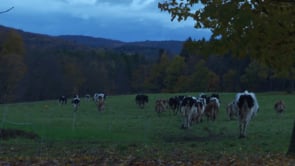 Sarah Moskowitz — Film