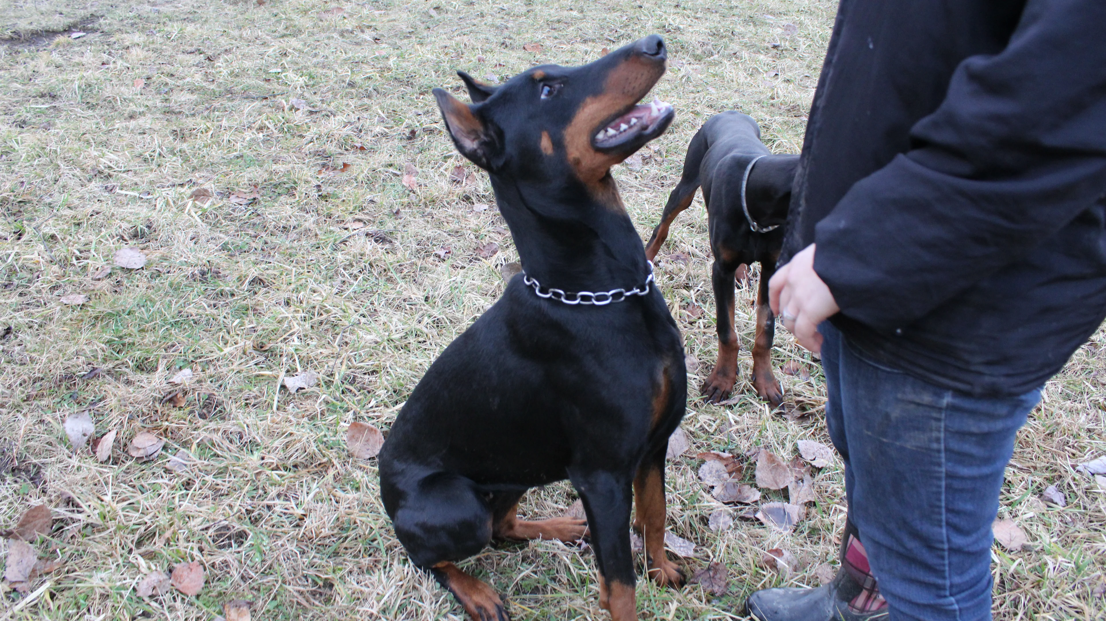 Von schwarz sale european doberman kennel