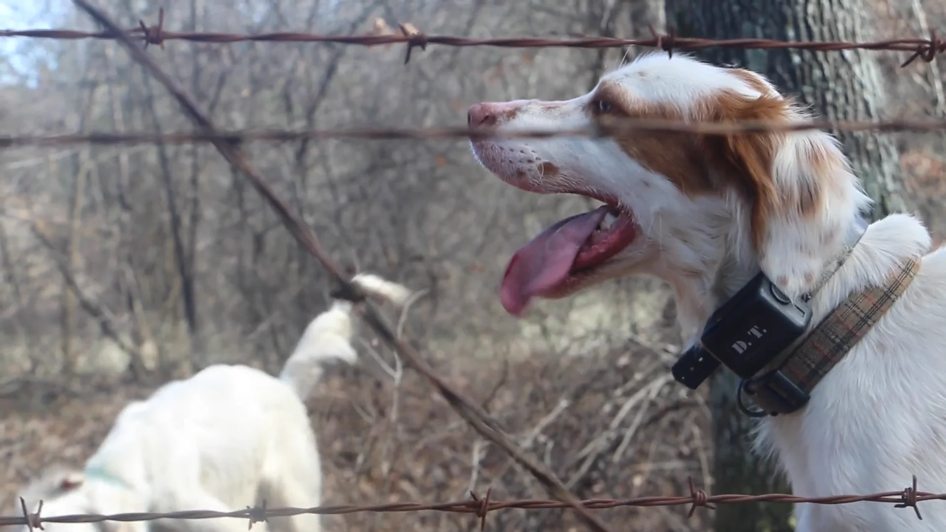 Trout Valley Quail Preserve on Vimeo