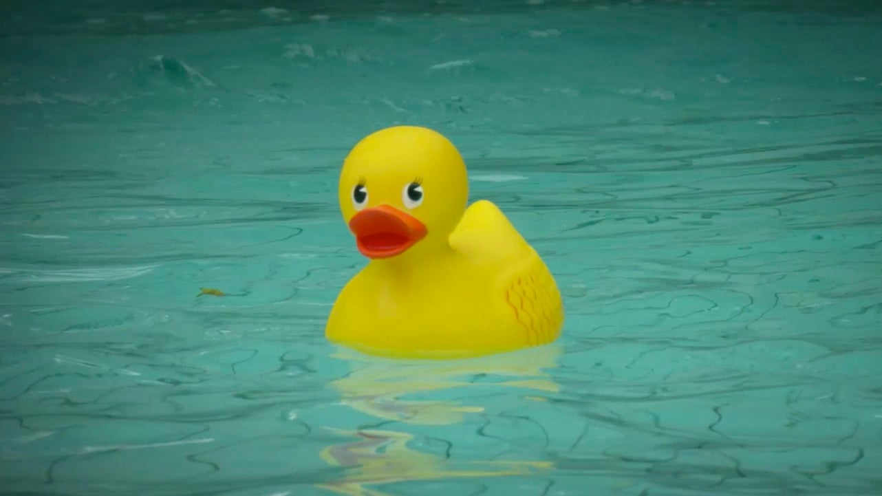 Ducks on Vimeo