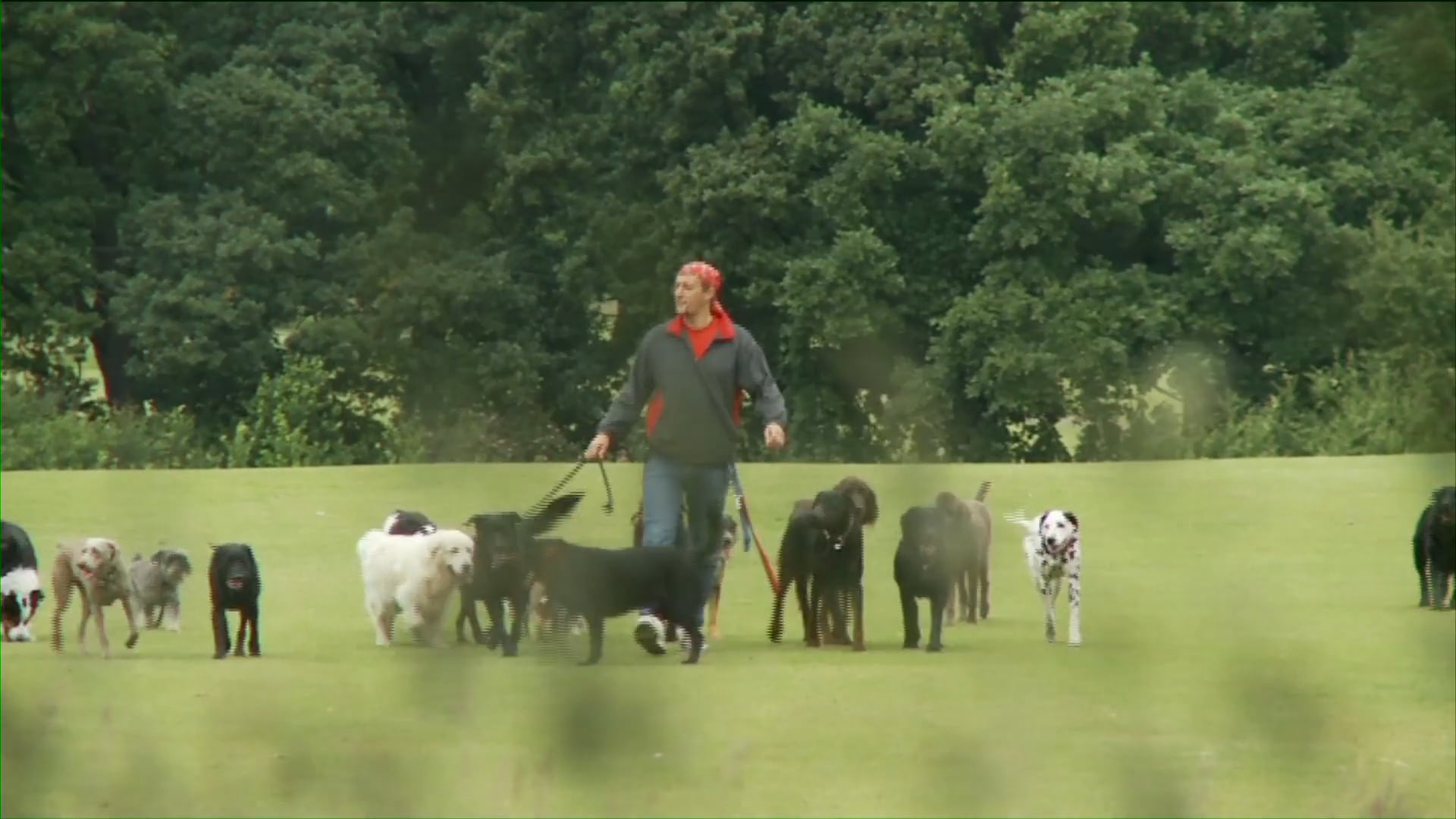 The Leader of The Pack