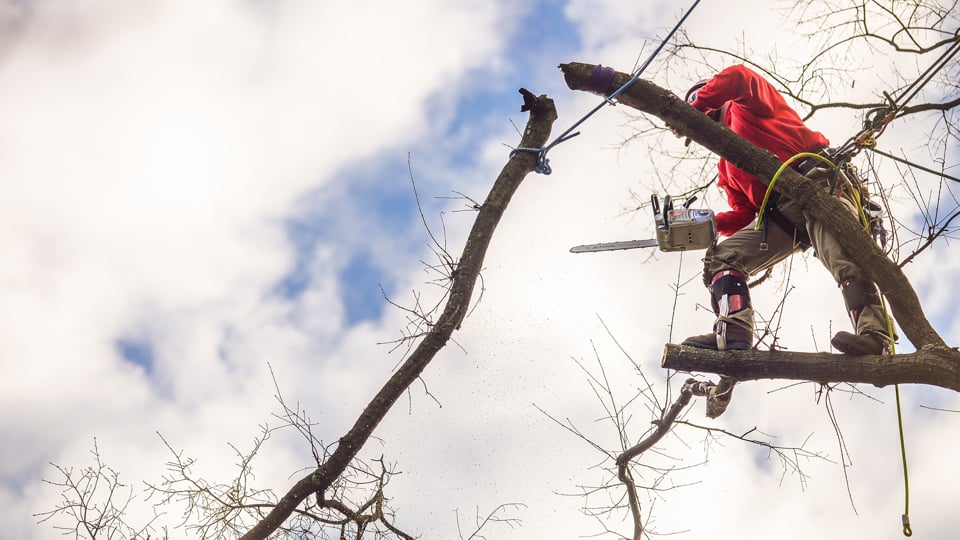 Tree Care Services, Richmond, VA area Tree Removal, Pruning, Trimming