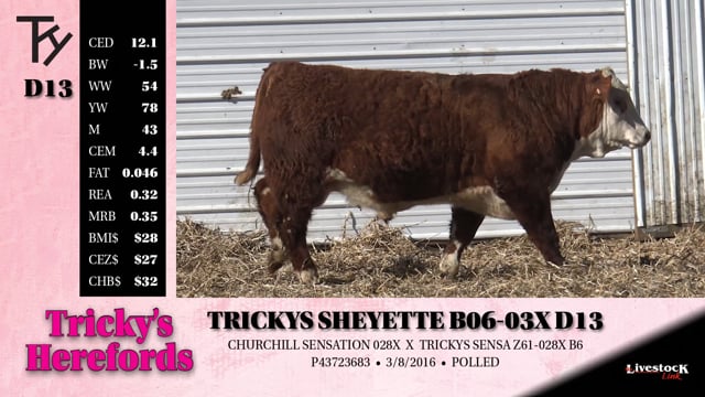 Lot #D13 - TRICKYS SHEYETTE B06-03X D13