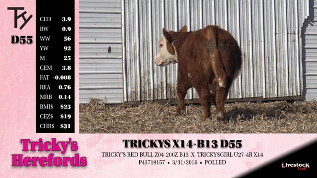 Lot #D55 - TRICKYS X14-B13 D55