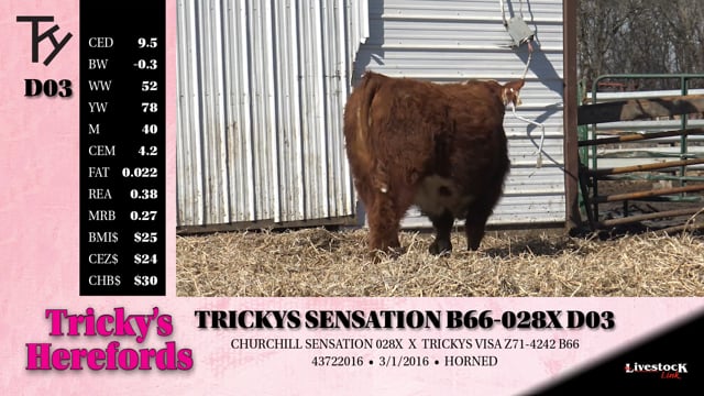 Lot #D03 - TRICKYS SENSATION B66-028X D03