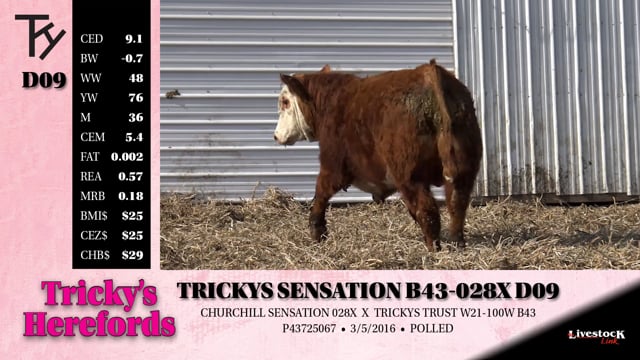 Lot #D09 - TRICKYS SENSATION B43-028X D09