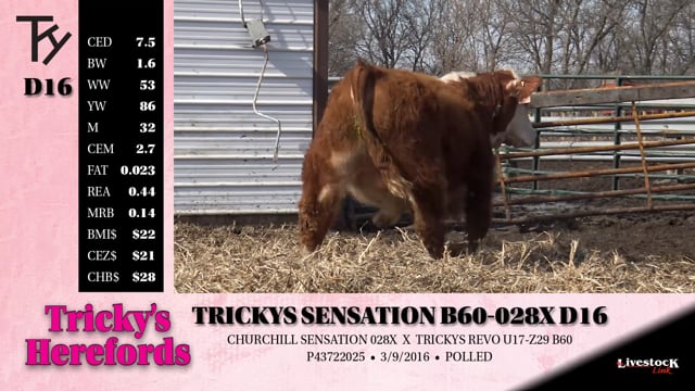 Lot #D16 - TRICKYS SENSATION B60-028X D16