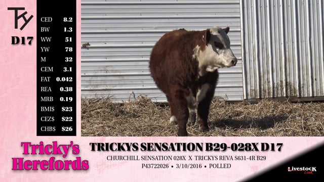 Lot #D17 - TRICKYS SENSATION B29-028X D17