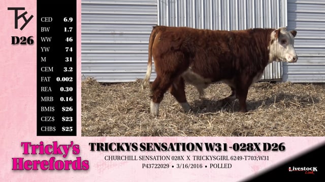 Lot #D26 - TRICKYS SENSATION W31-028X D26