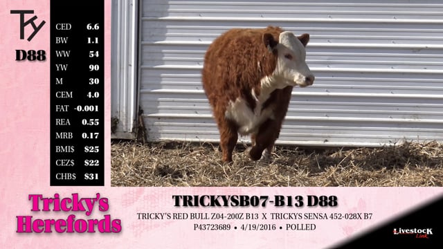 Lot #D88 - TRICKYS B07-B13 D88