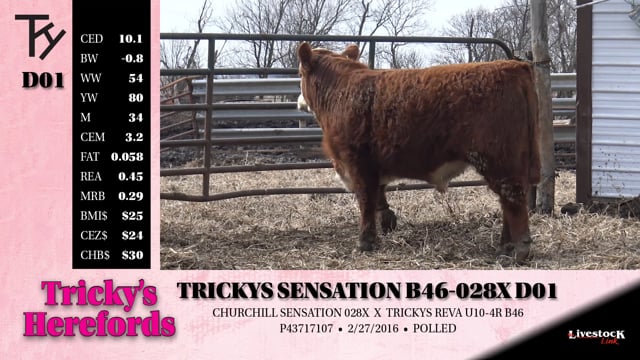 Lot #D01 - TRICKYS SENSATION B46-028X D01