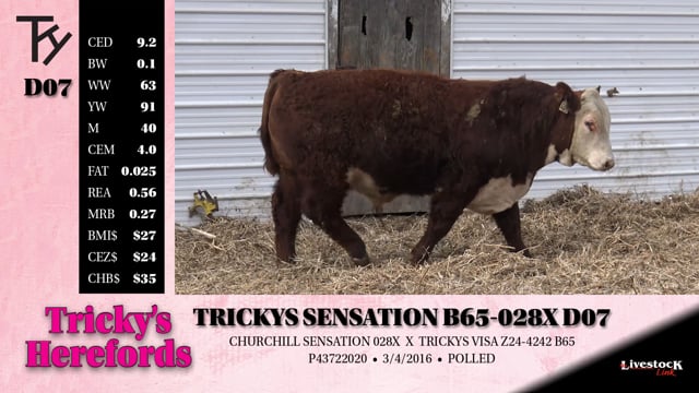 Lot #D07 - TRICKYS SENSATION B65-028X D07