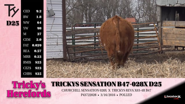 Lot #D25 - TRICKYS SENSATION B47-028X D25