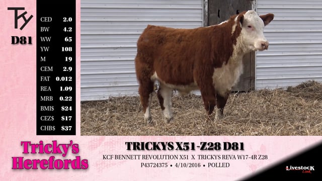 Lot #D81 - TRICKYS X51-Z28 D81
