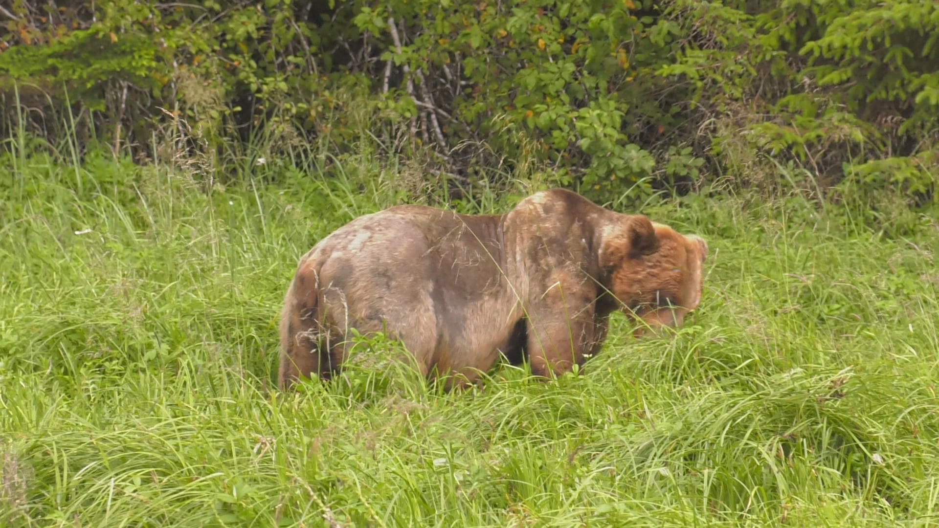 BC9 Khutzeymateen Grizzly Sanctuary