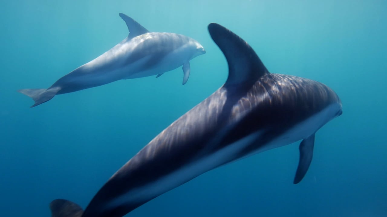 Dusky dolphins in Kaikoura