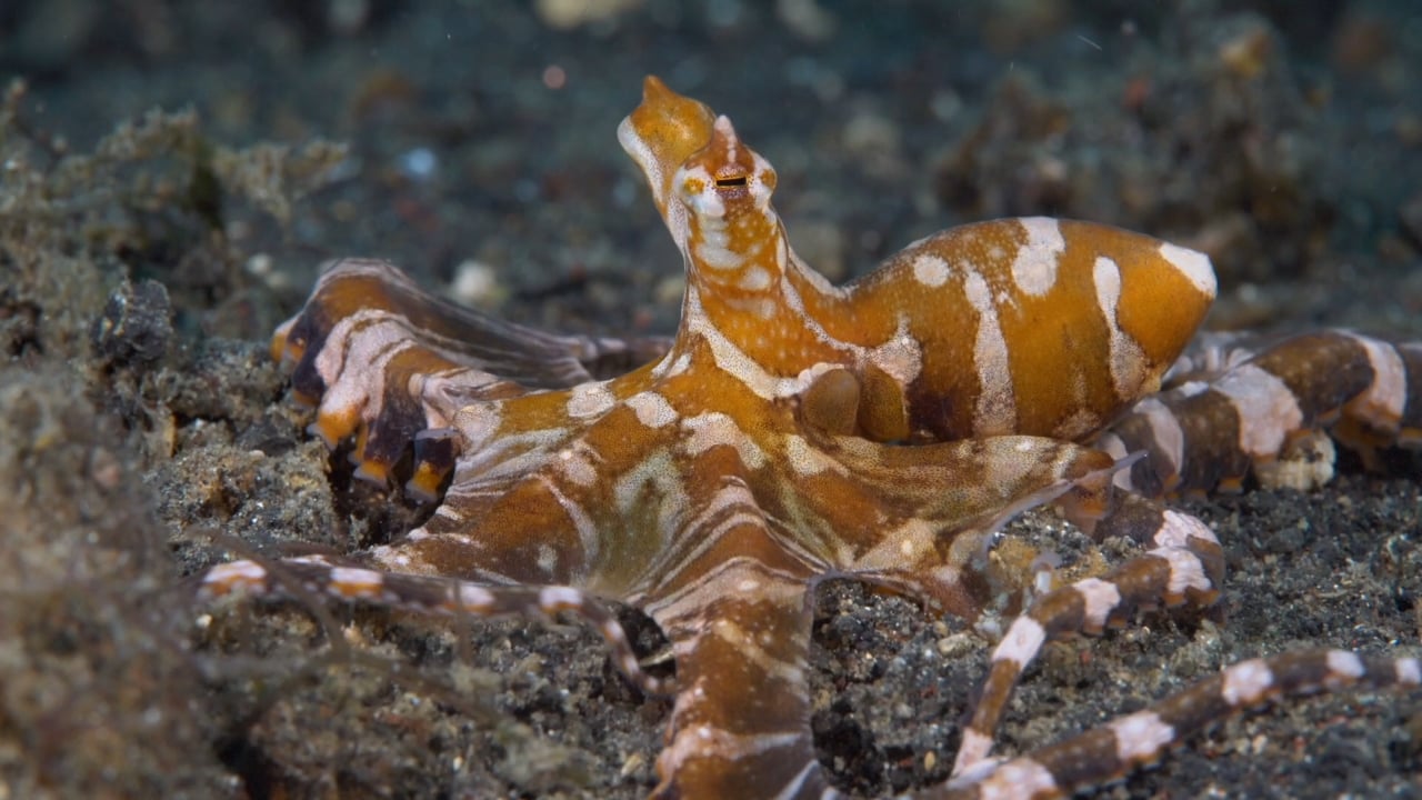 Aliens of the Lembeh Strait