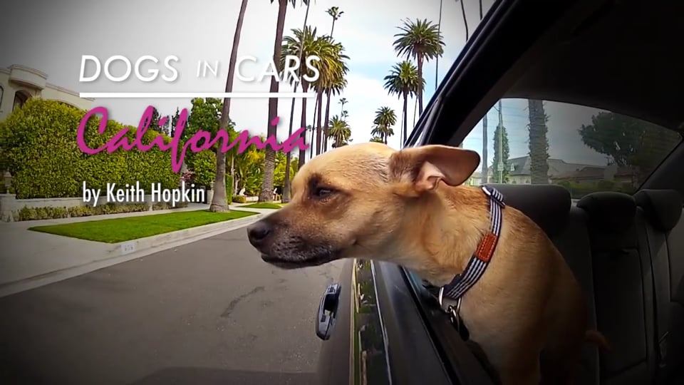Perros en autos: California