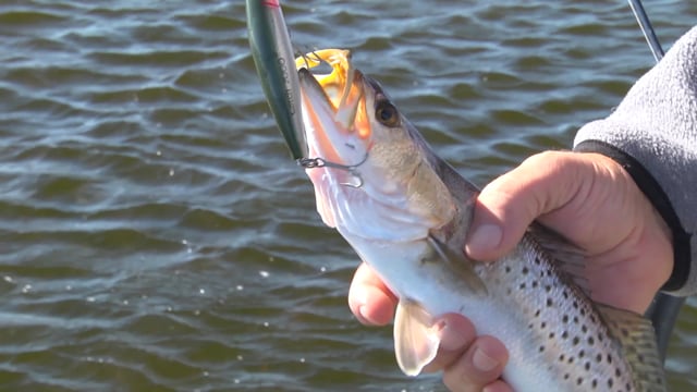Topwater Tactics for Speckled Trout