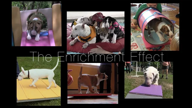 THE ENRICHMENT EFFECT – PUPPY CULTURE