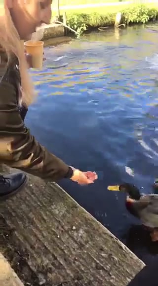 ducks on Vimeo