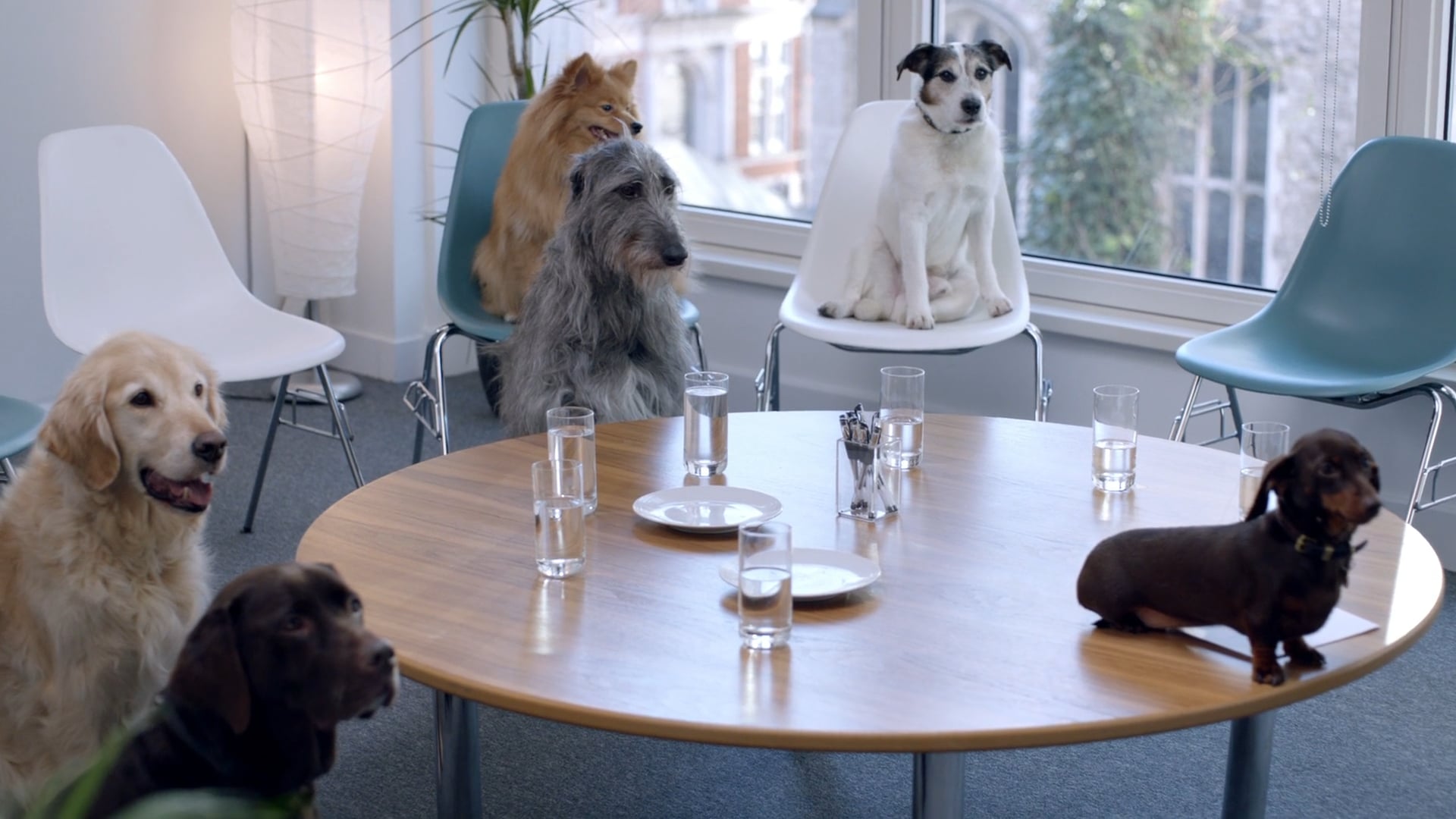 tesco-pet-insurance-on-vimeo