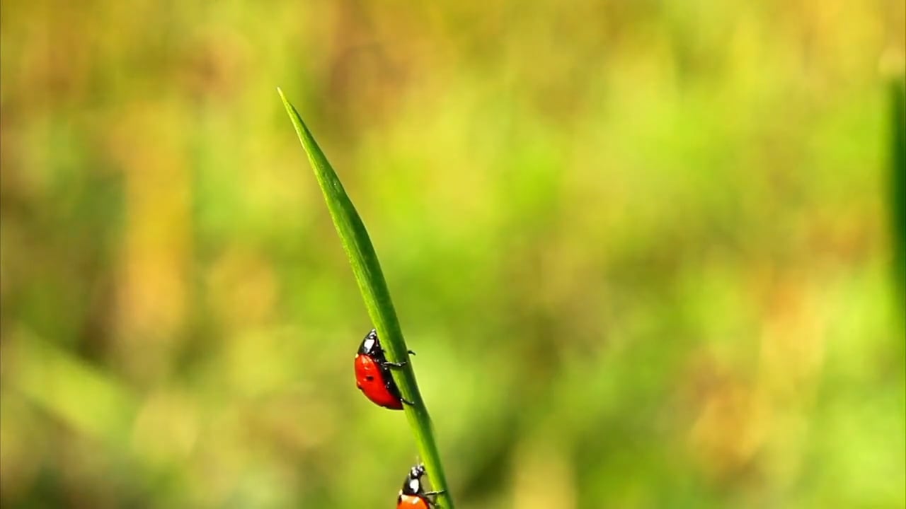 Tips from Toby Spring Insect & Pest Control on Vimeo