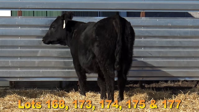 Lot #168 - BA RECHARGE 654