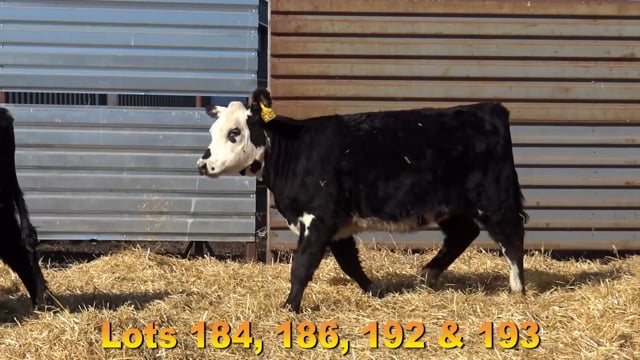 Lot #186 - BAX FOUNDATION 6893