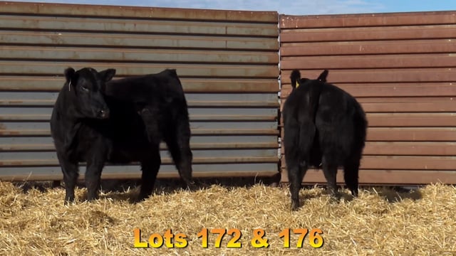 Lot #172 - BA ABERDEEN 6229