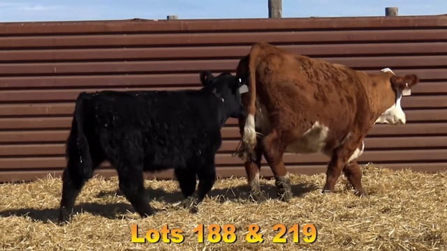 Lot #219 - KH BEAR'S VIOLET 939 407