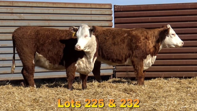 Lot #225 - NJ 300 PATTY 5099