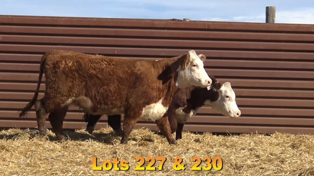 Lot #227 - BJ 8744 PATTY 5068
