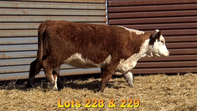 Lot #228 - KH LEGEND'S VIOLET 306 503