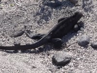 La vie marine aux Galapagos