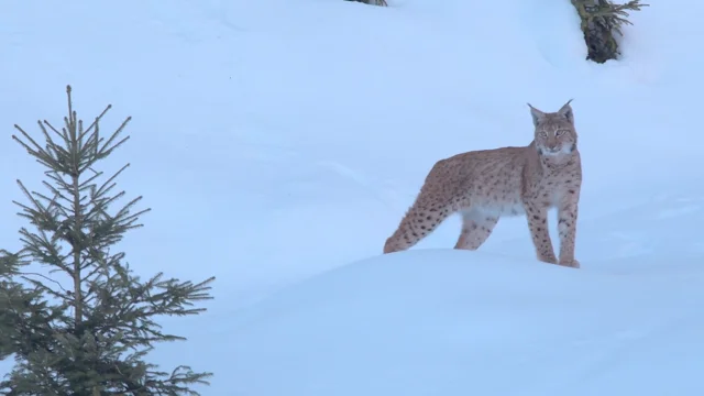 Lynxes: What You Need To Know About These Elusive Cats - The Wolf Center