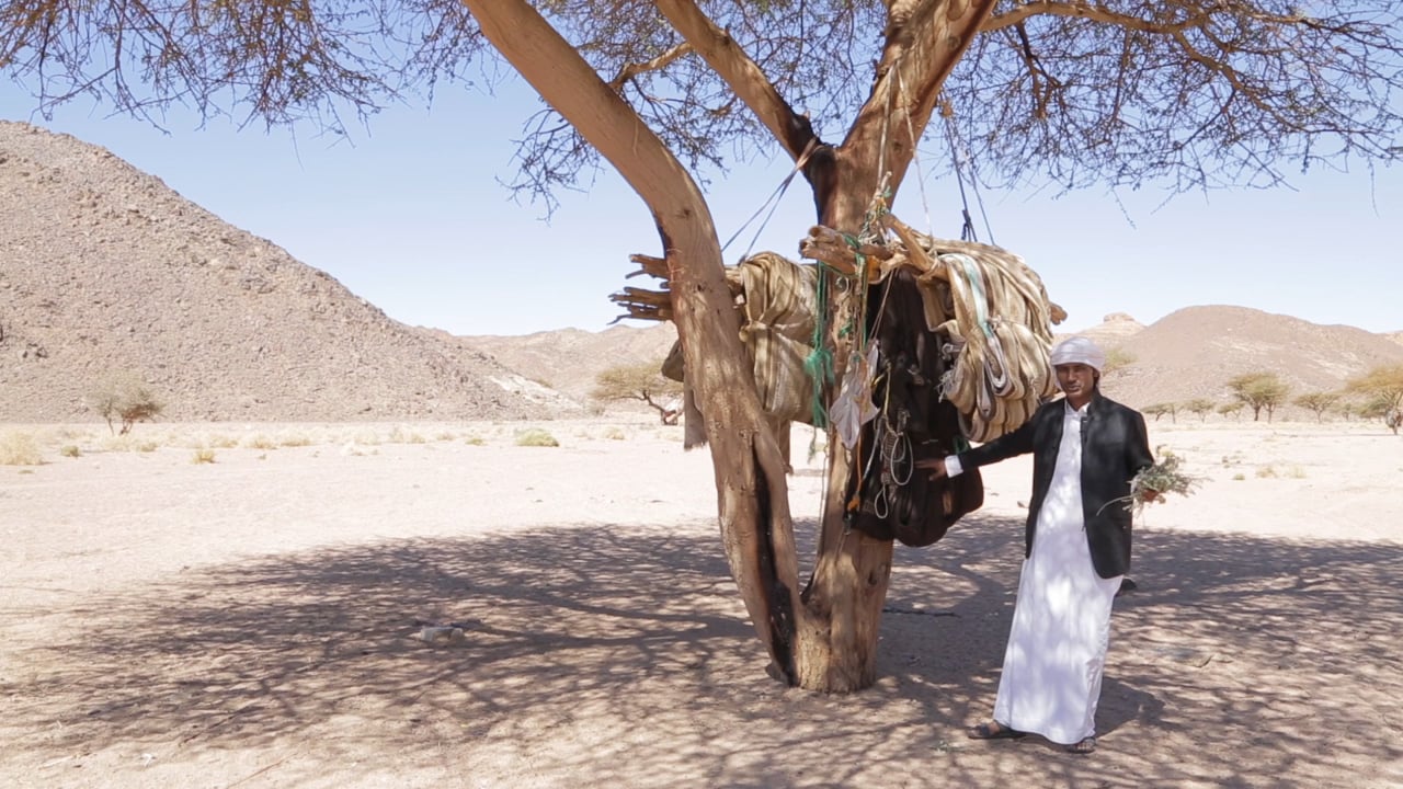 Sheeza, a video by Jessica  Jacobs
